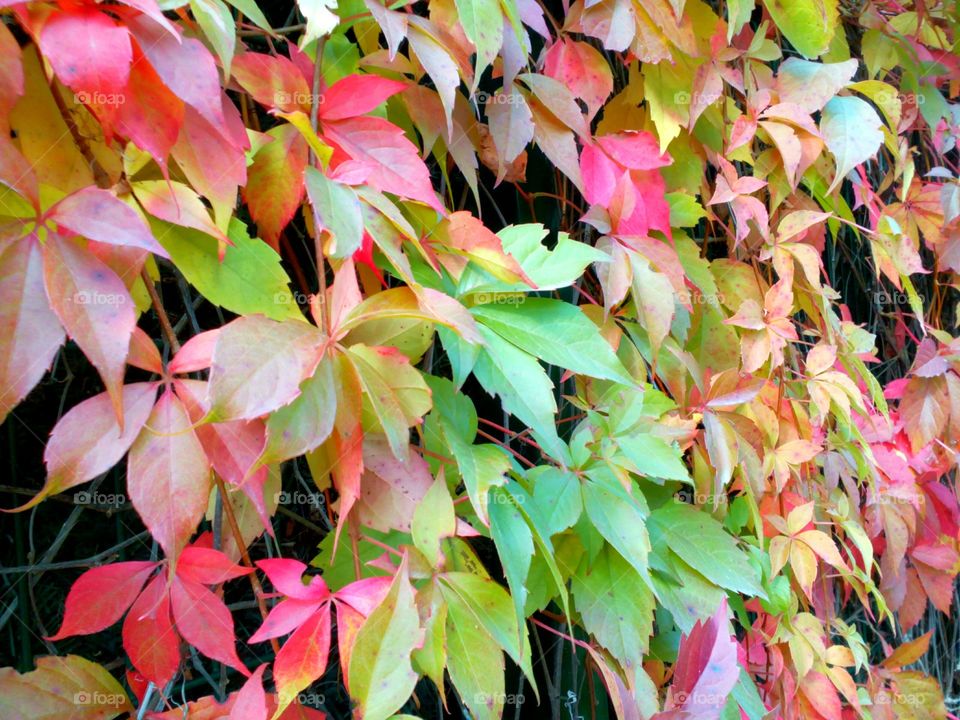 Leaf, Nature, Fall, No Person, Bright