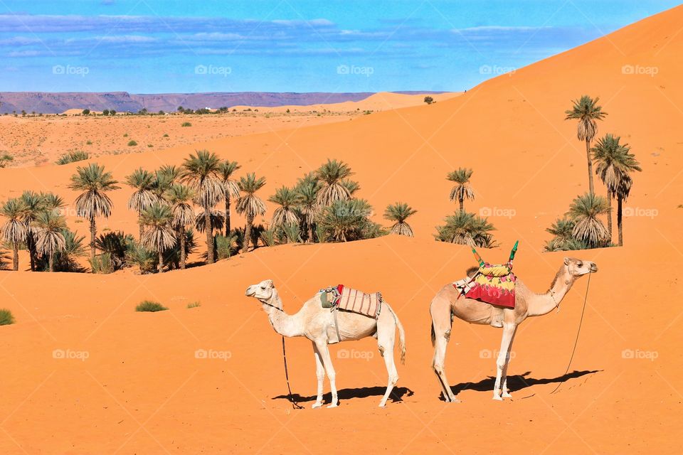 Travel in the desert of Algeria