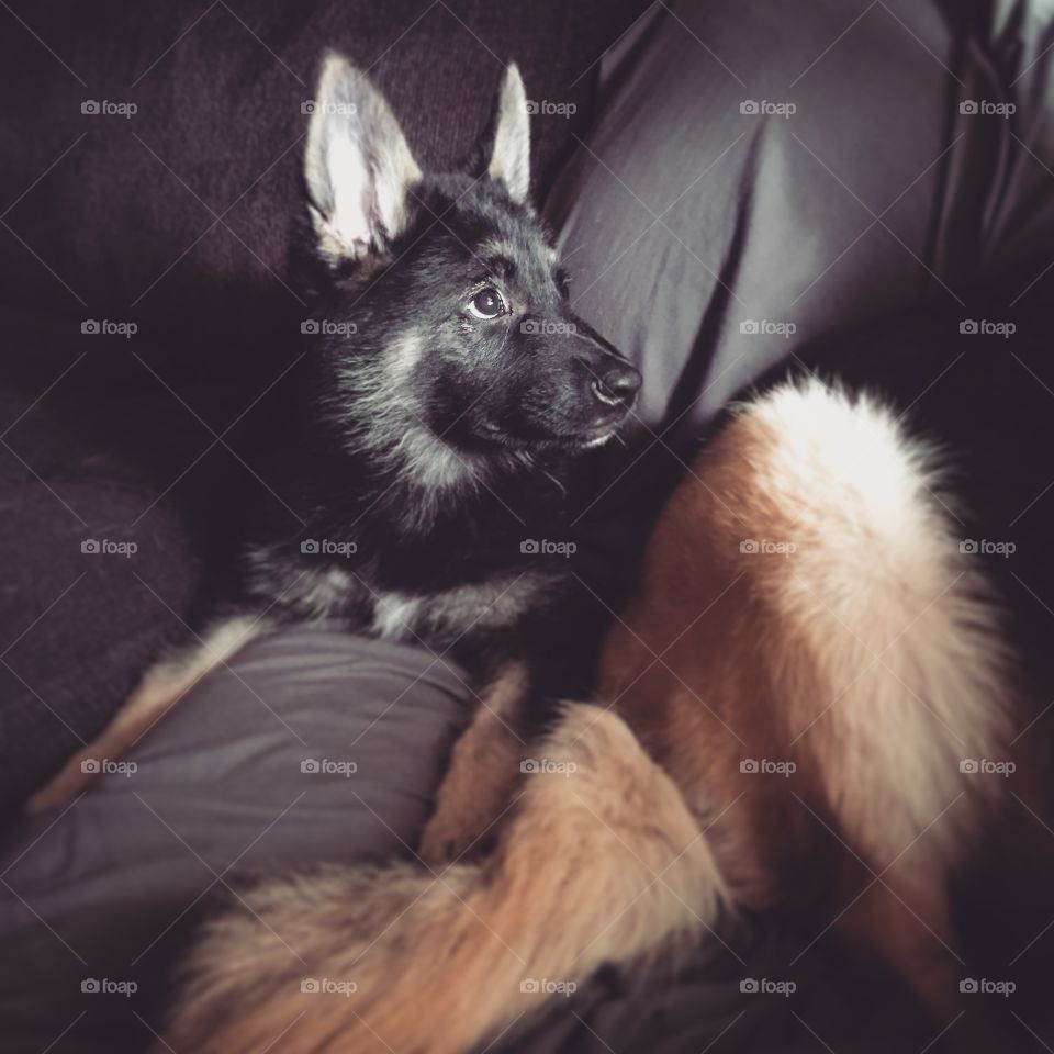 Axel meets big sis. My pup and my older dog