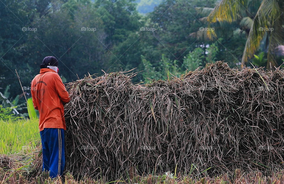 Paddy cutting dry to the morning top day . Where's the male site for calling farmer to do after the water's empty for the plant finally . Here's one stage for completely of harvesting .