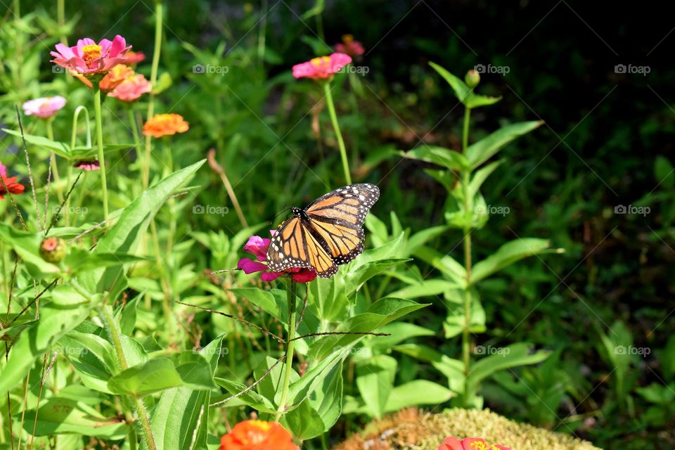 Monarch butterflies