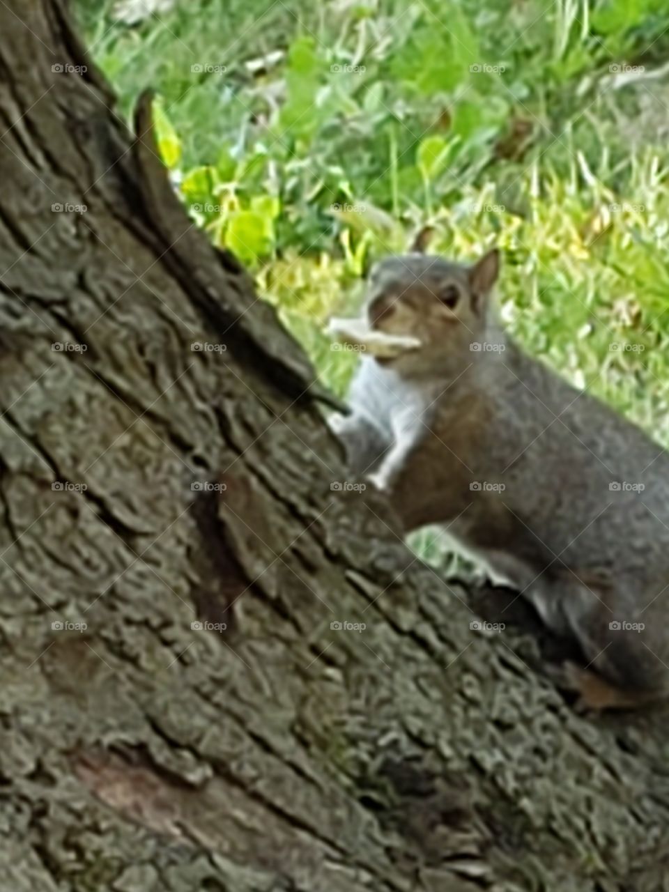 squirrel holding food in it's mouth