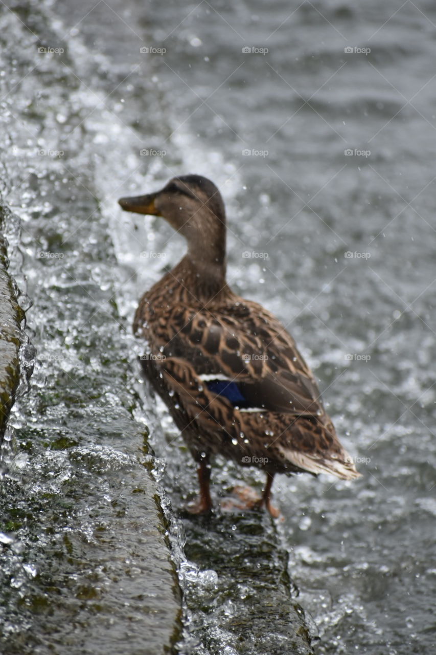 bathing duck