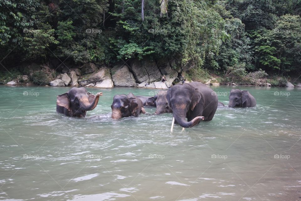 Bathing elephants at Tankahan 