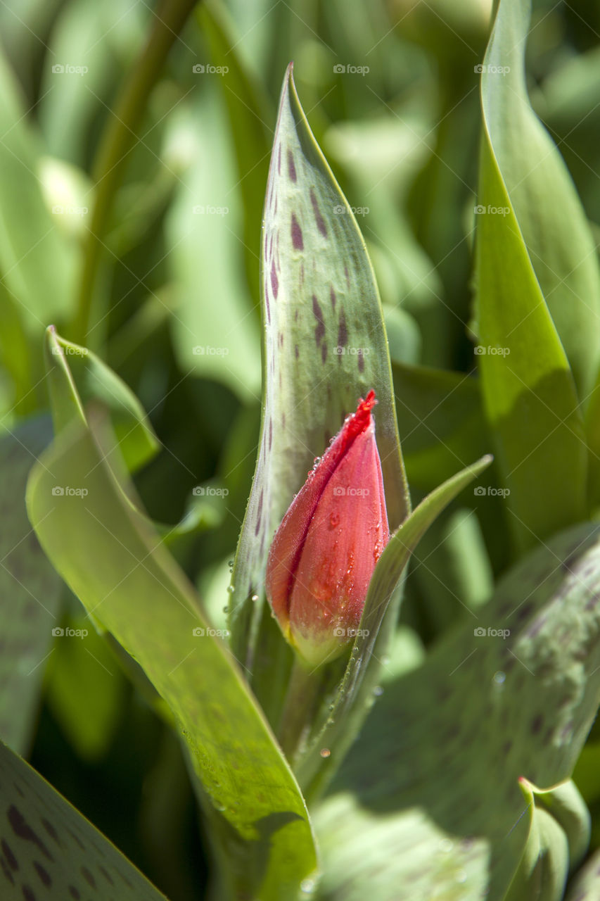 Tulip portrait. Spring flower in the field.