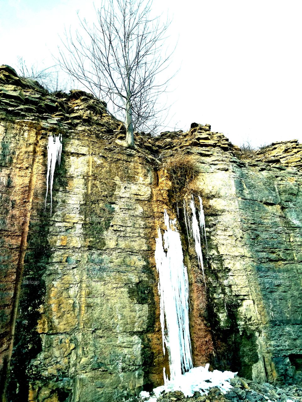 Tree struggling to remain atop icy rockface.