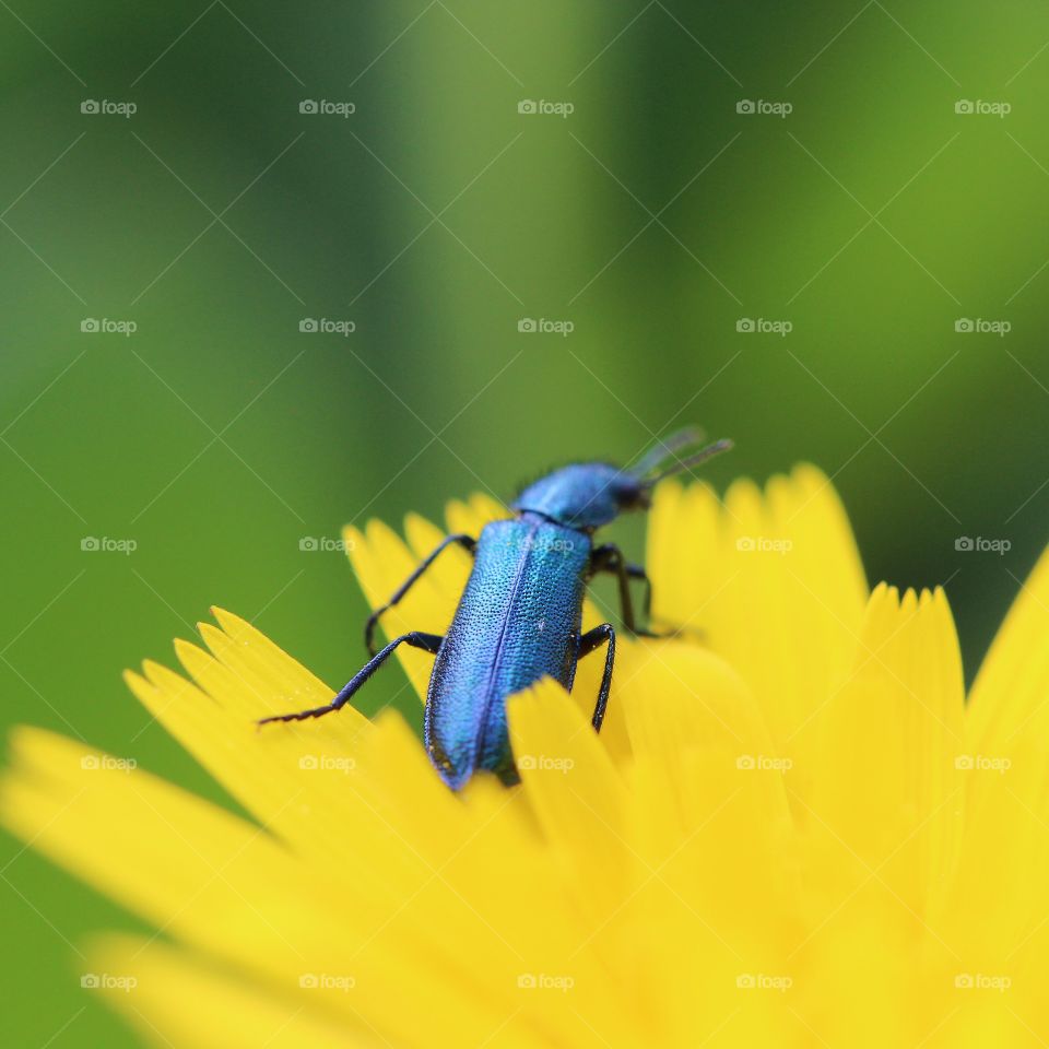 Beautiful macro beetle 