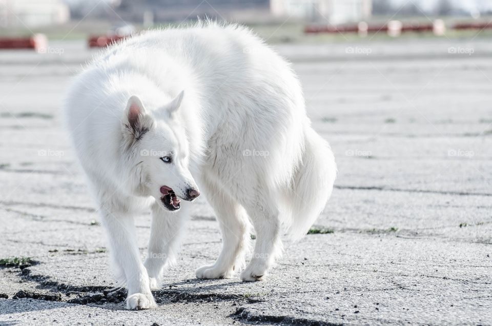 Dog walking on street