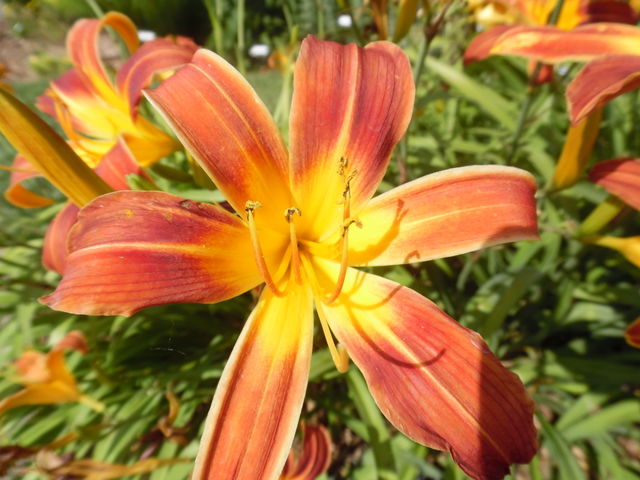 orange and yellow flower