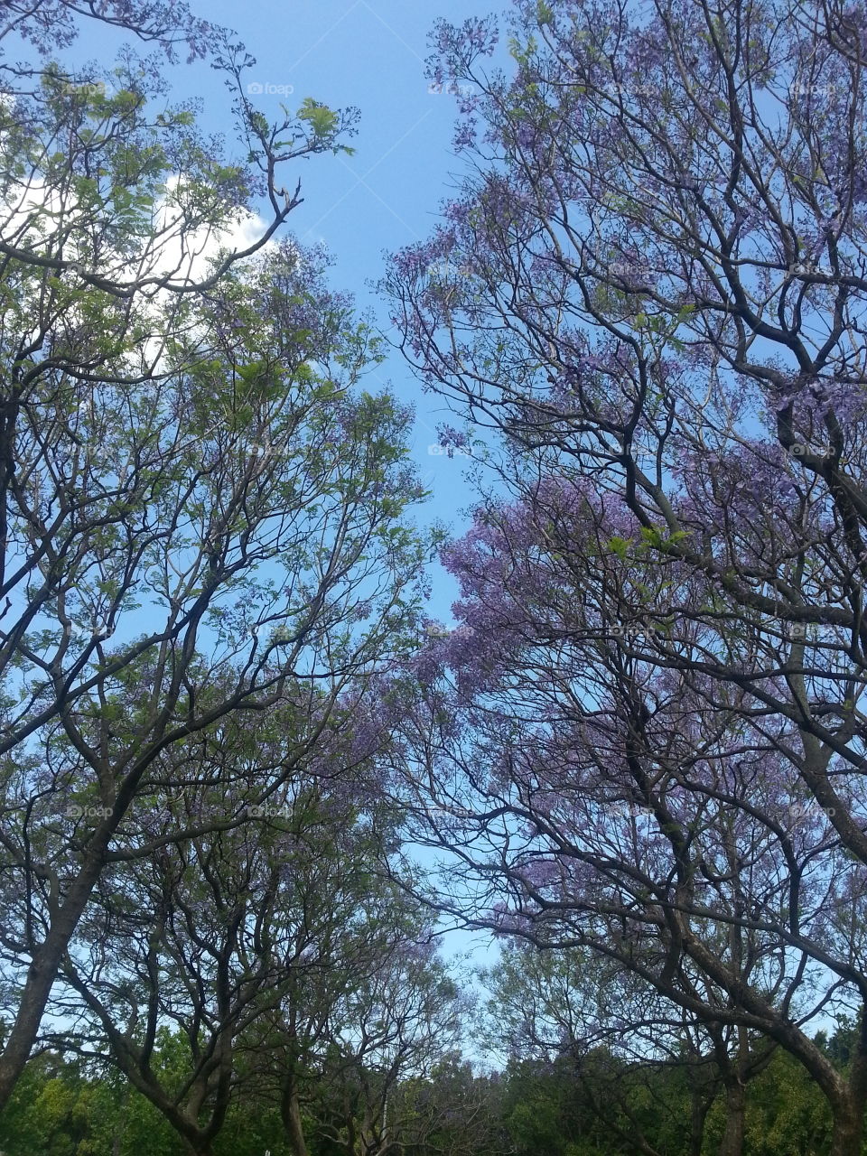 Trees with flowers