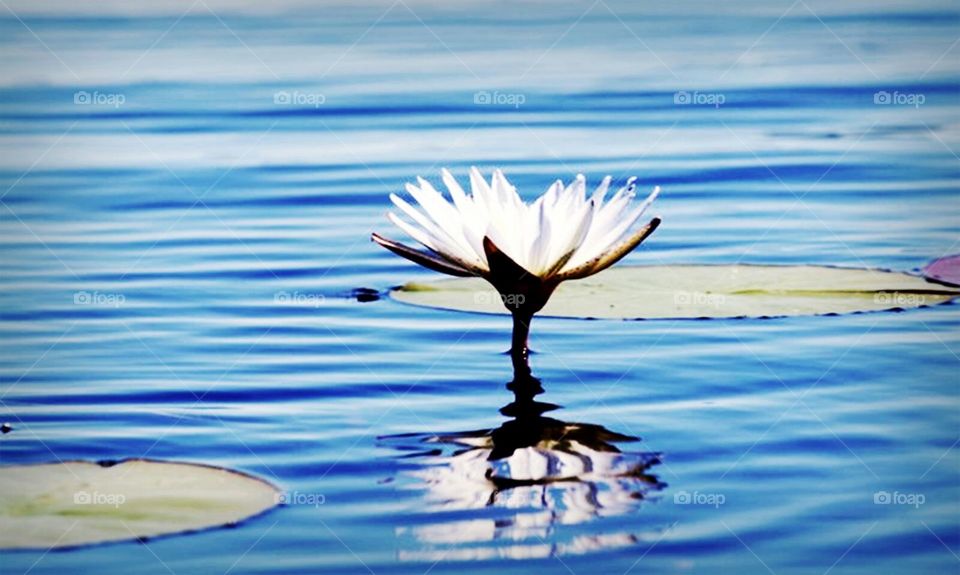 water flower