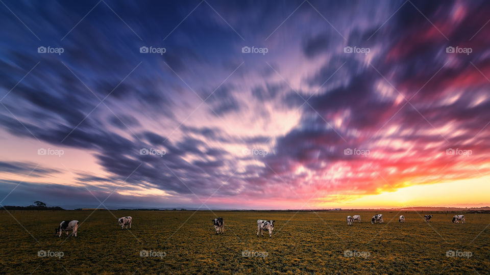 Cows at Sunset