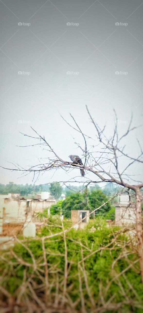stranger bird sitting on  tree  branch