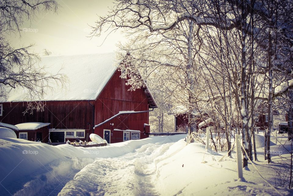 Barn. Winter scenery