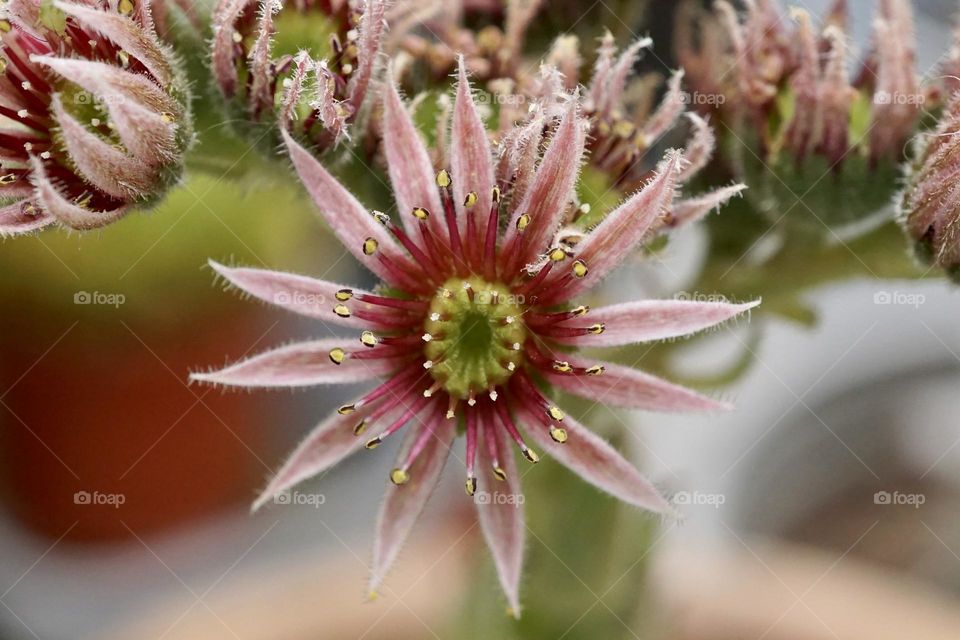 My succulent plant in flower 🌸