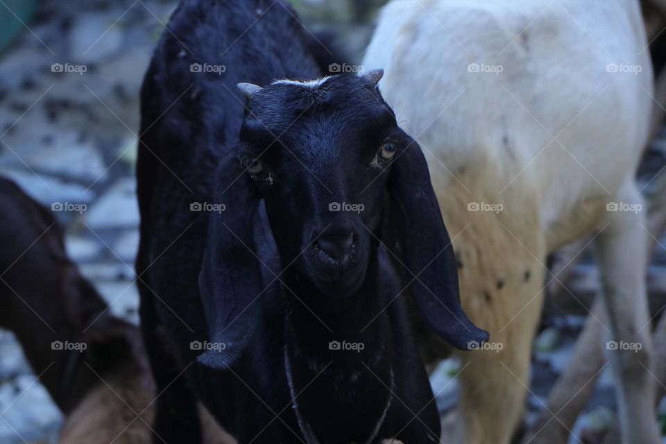 urban wildlife:animals