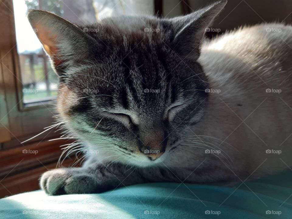 my cat Viola slipping on the sofa
