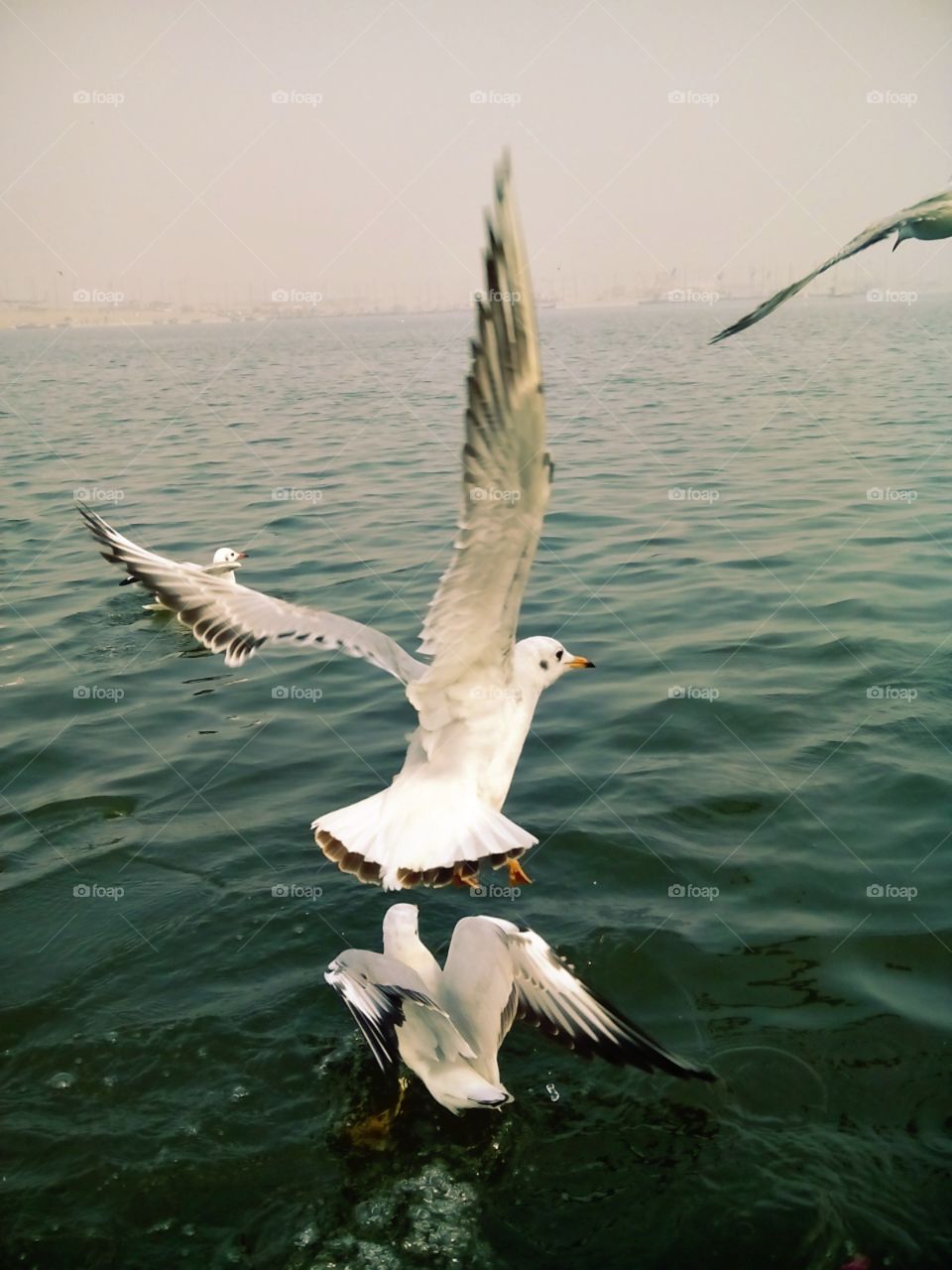 White bird of Sea