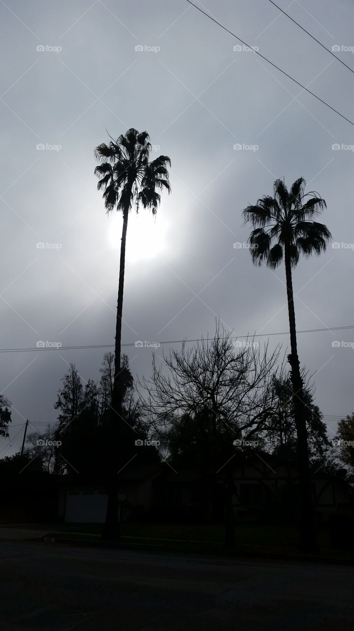 Palms in the  Fog. Foggy morning palms