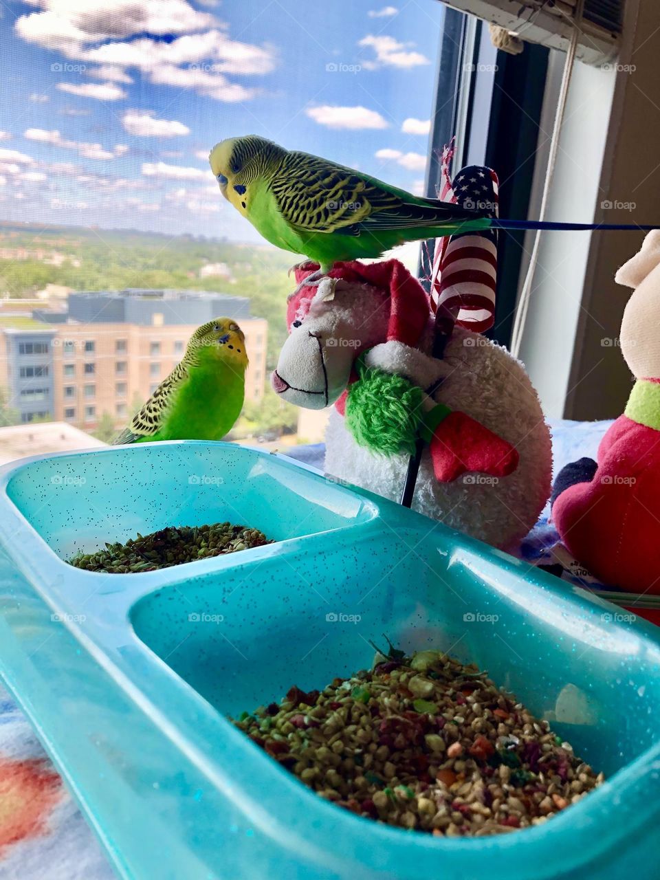 Kiwi and Coco enjoying the view 
