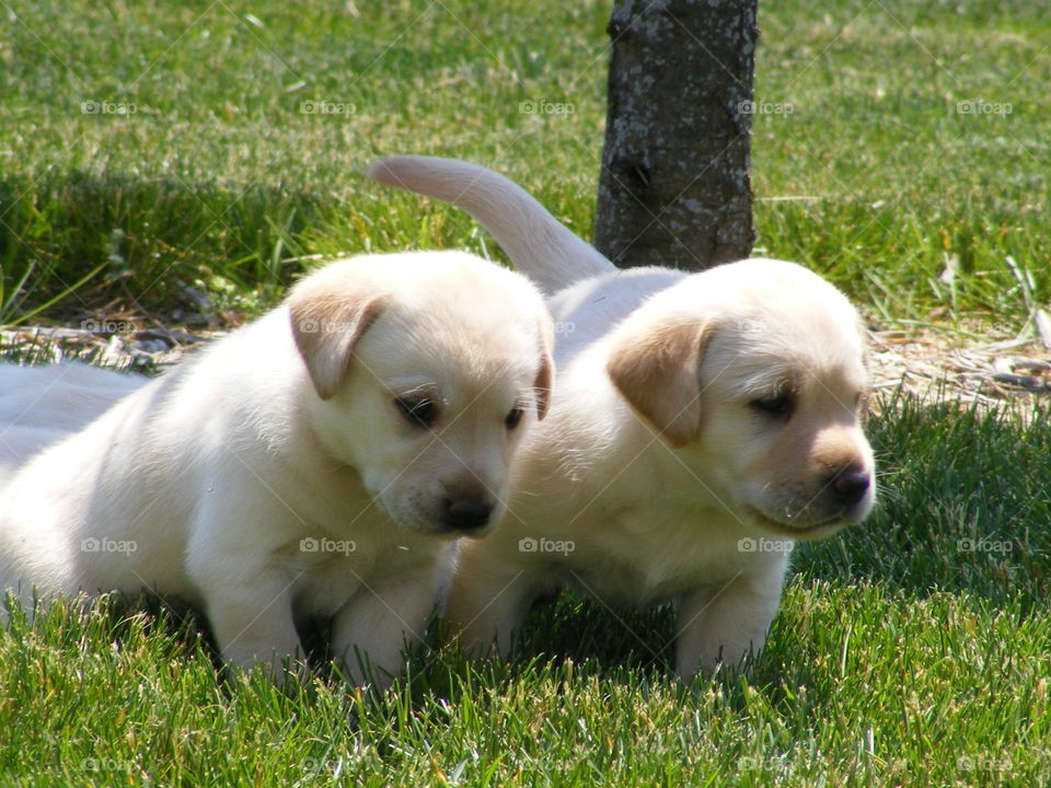 Puppies
