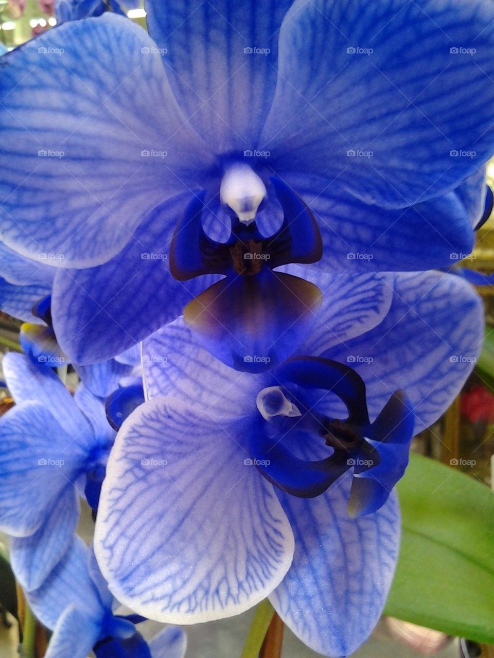 blue orchid