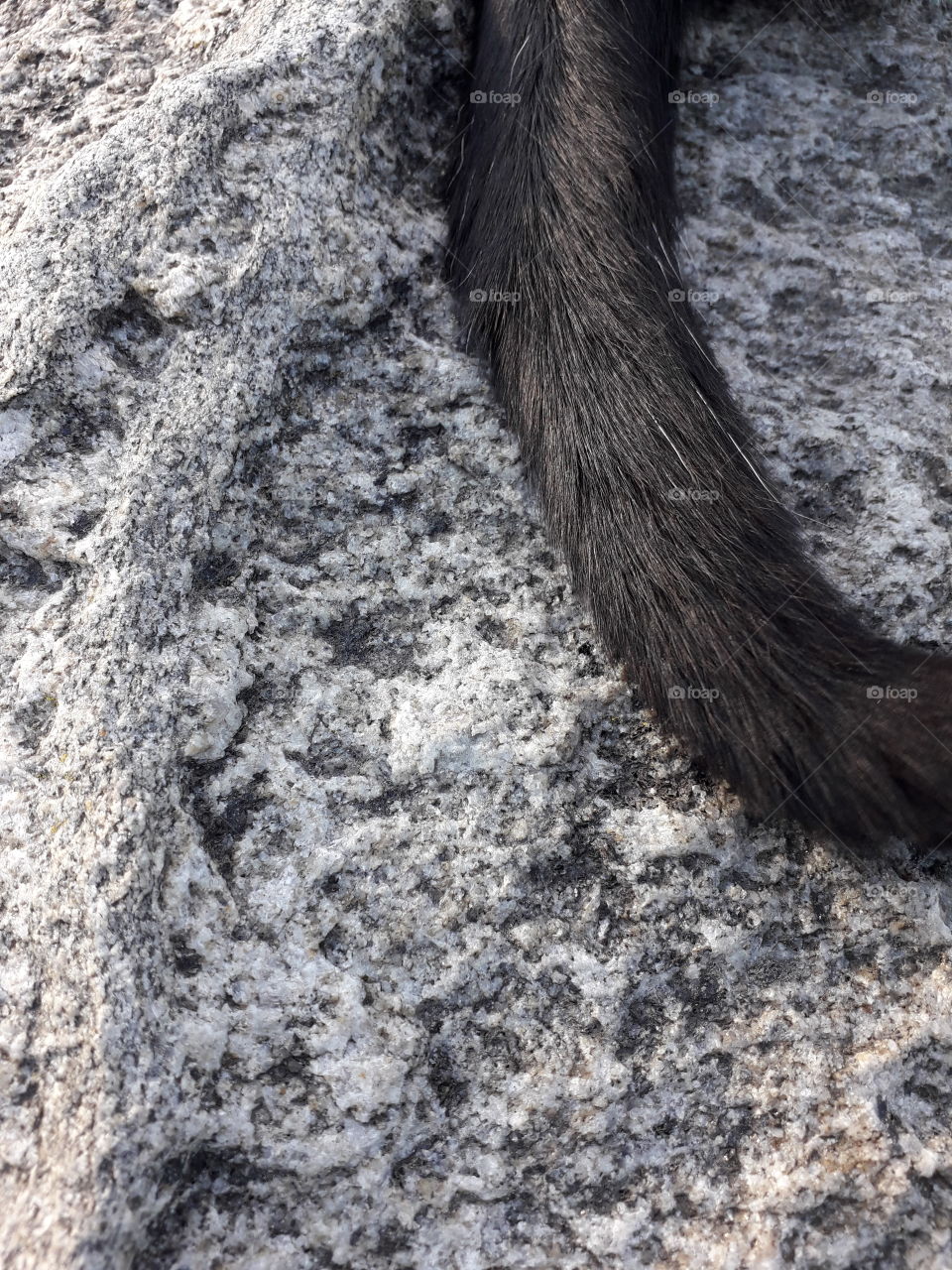 textures of the world:  granite and cat's tail