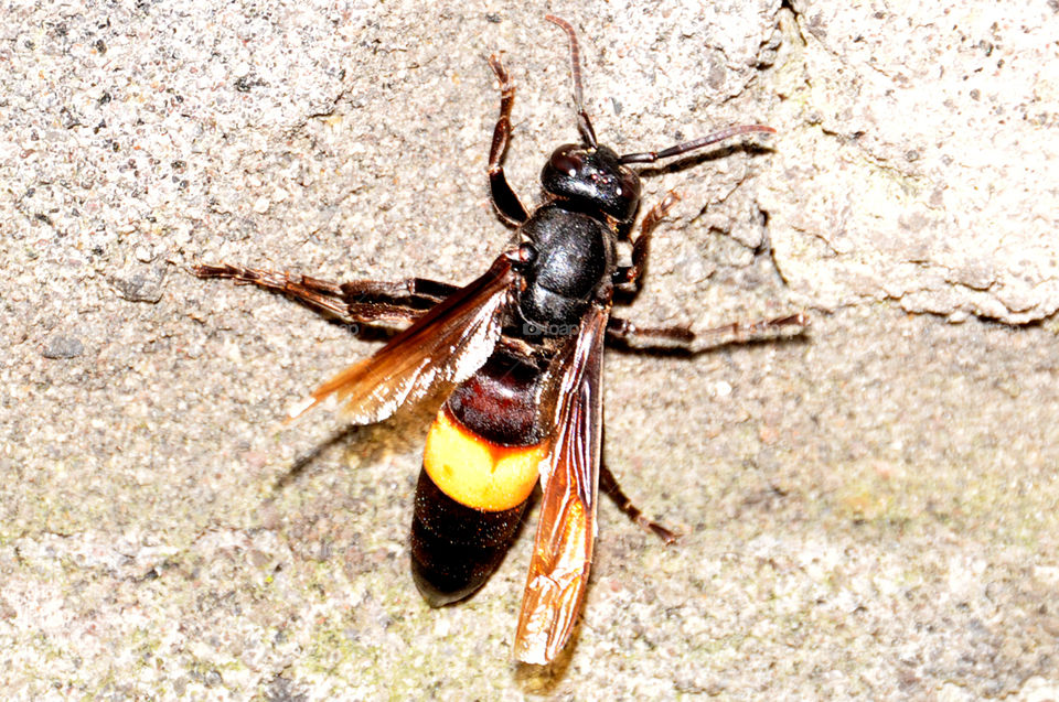 Wasp