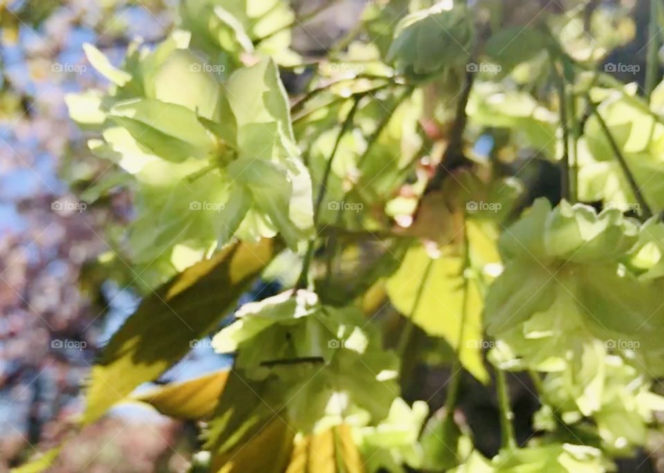 Green cherry blossoms in spring 