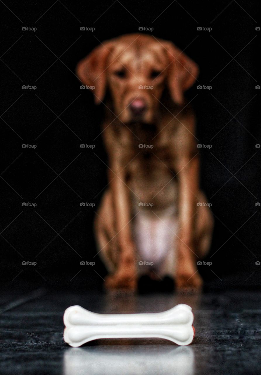 A Labrador Retriever dog sitting obediently in front of a juicy bone