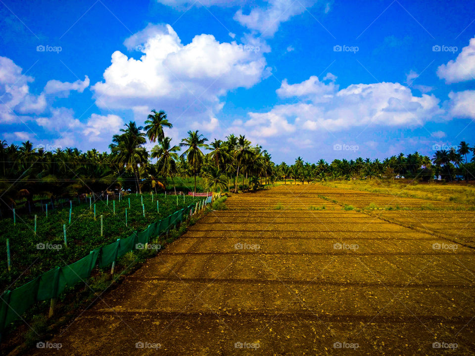 agriculture land