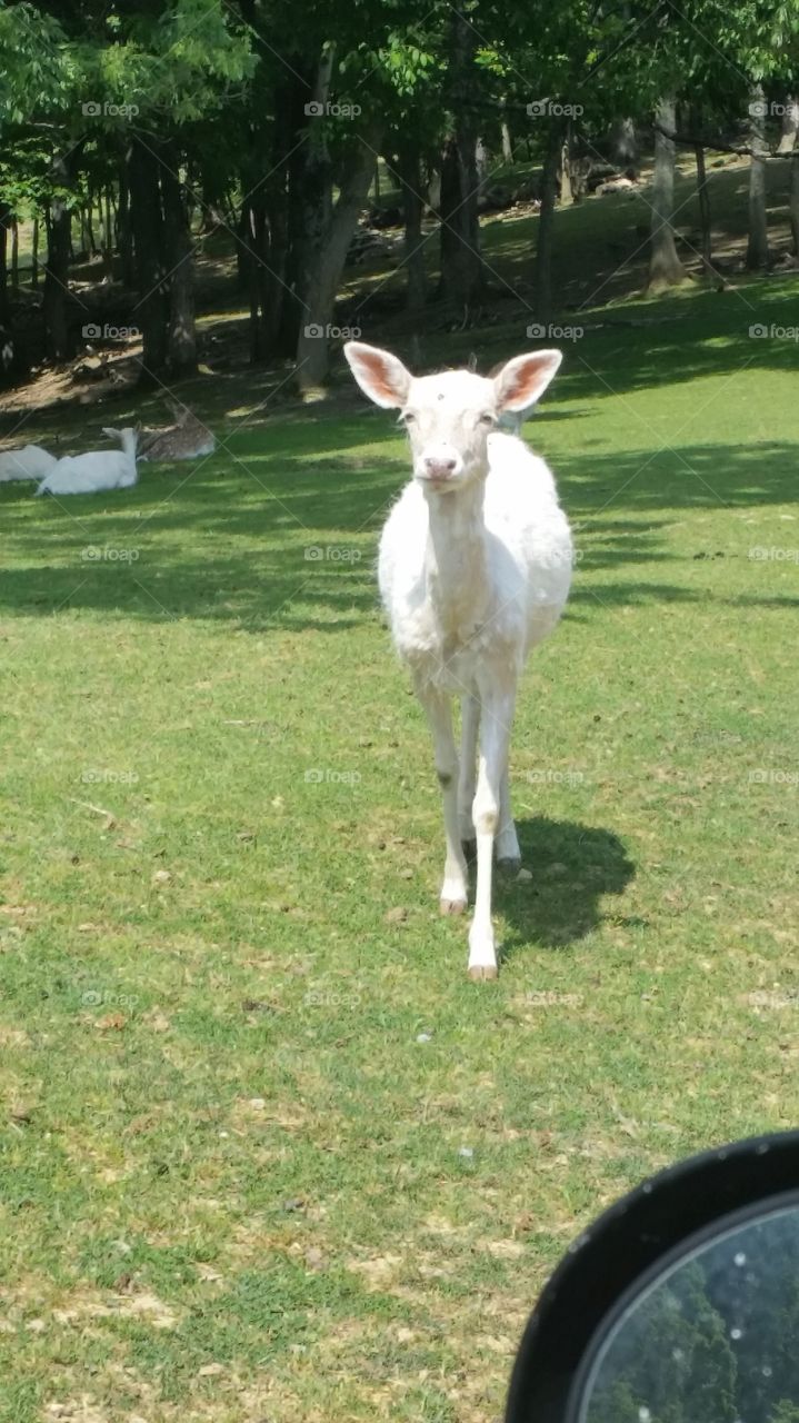 white deer