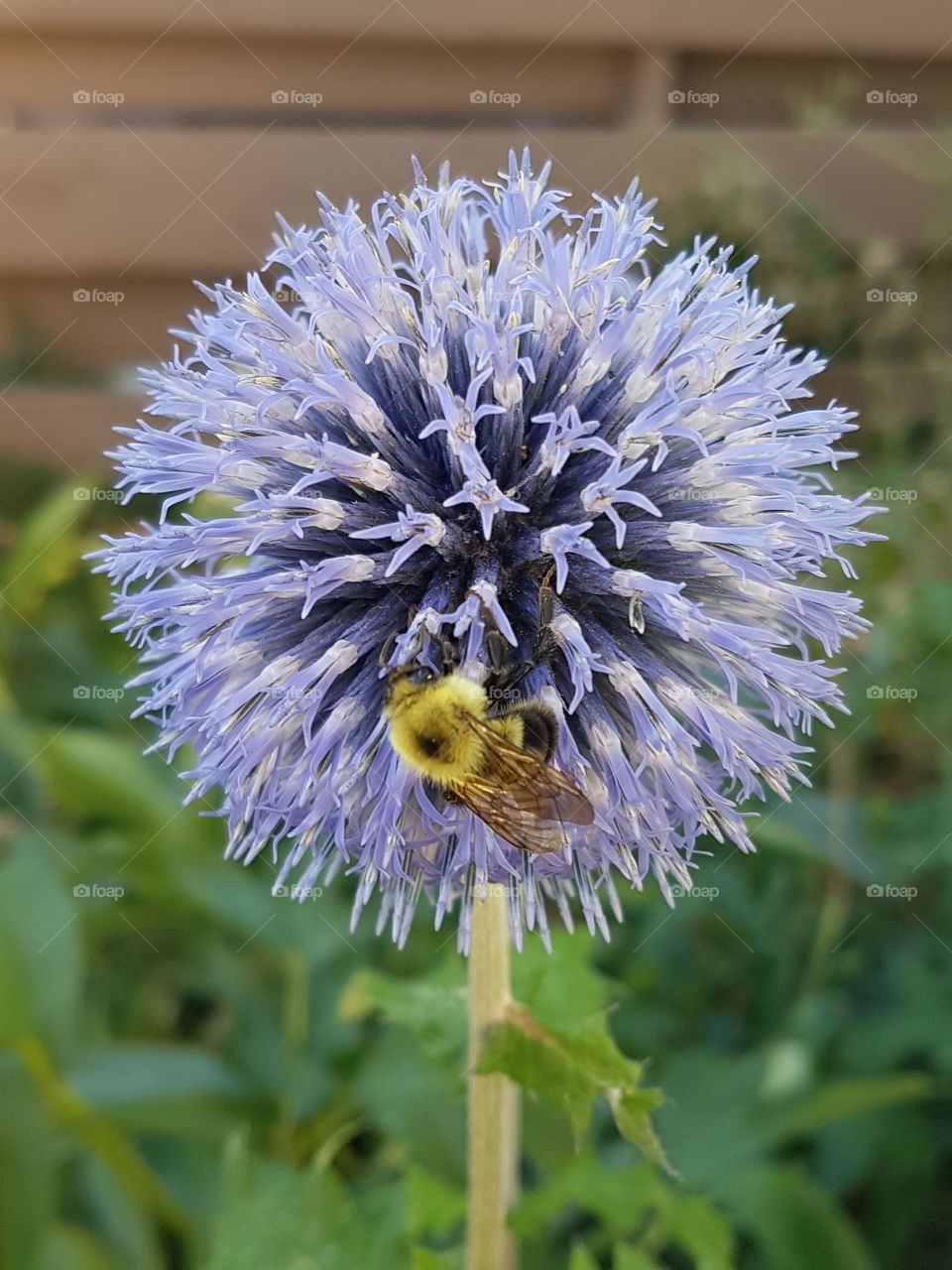 the flower and the bee