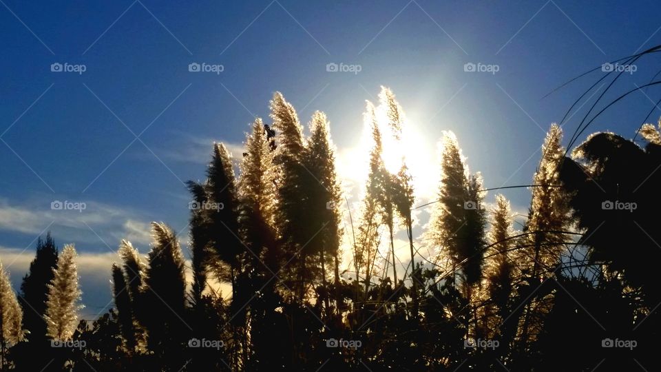 sun on grain. sun shining through grass in California