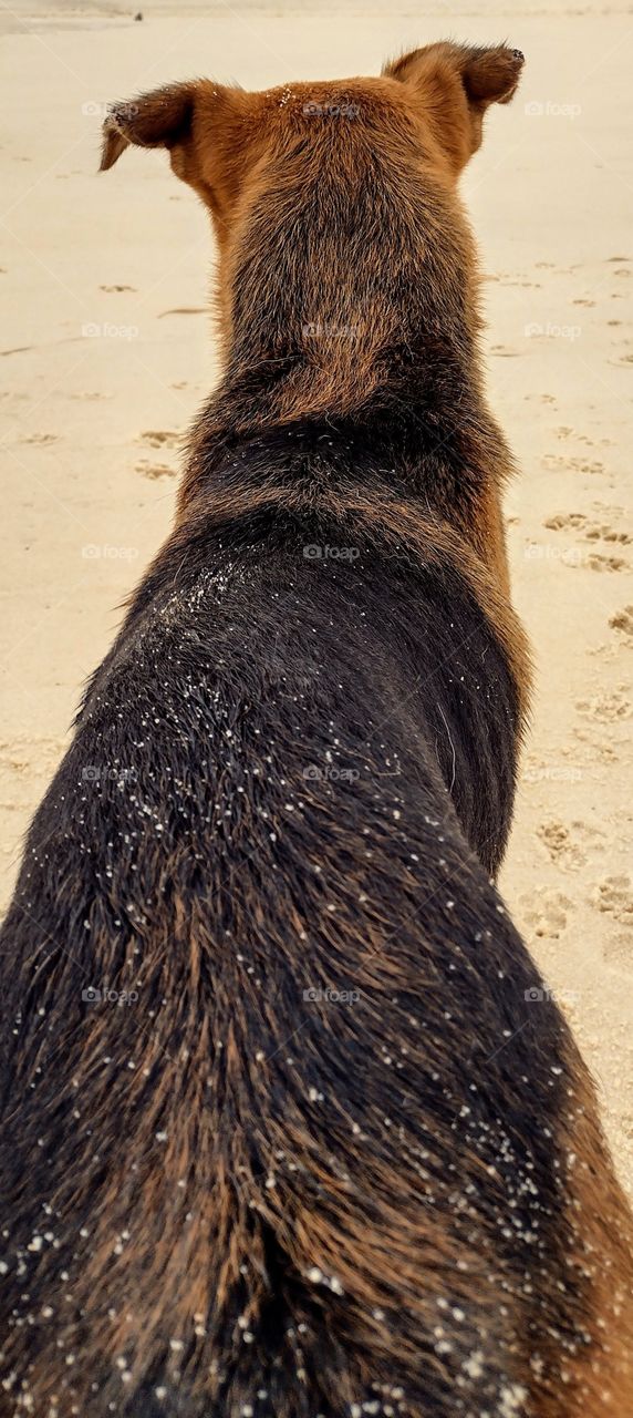 Os cães caramelos... como amo!