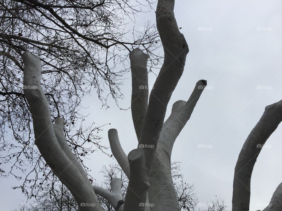 Tree packed in grey paper in front of a grey sky