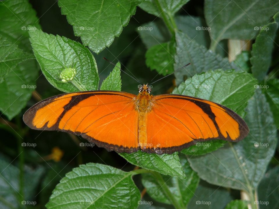 Orange beauty 