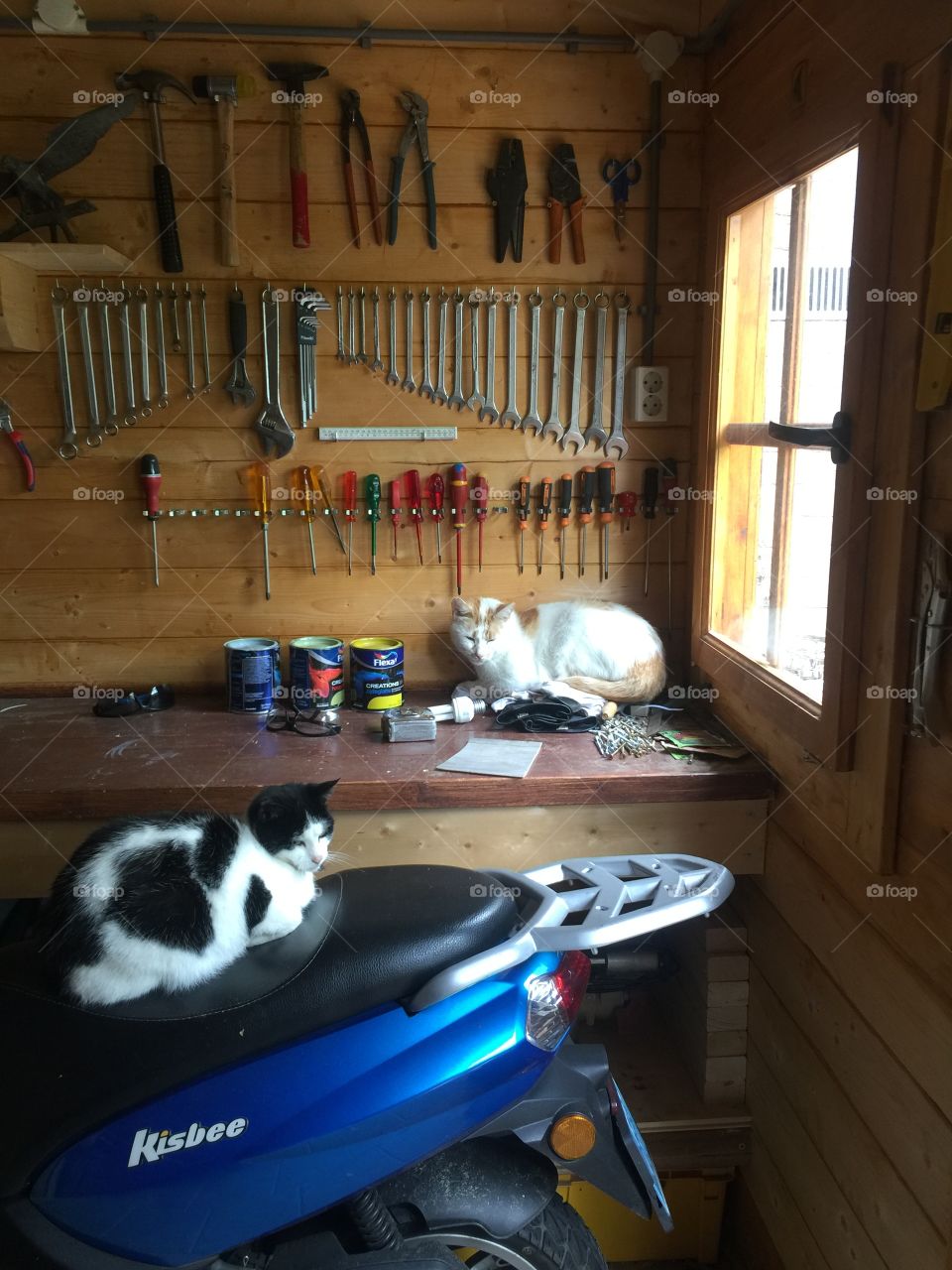 Two cats in a workplace