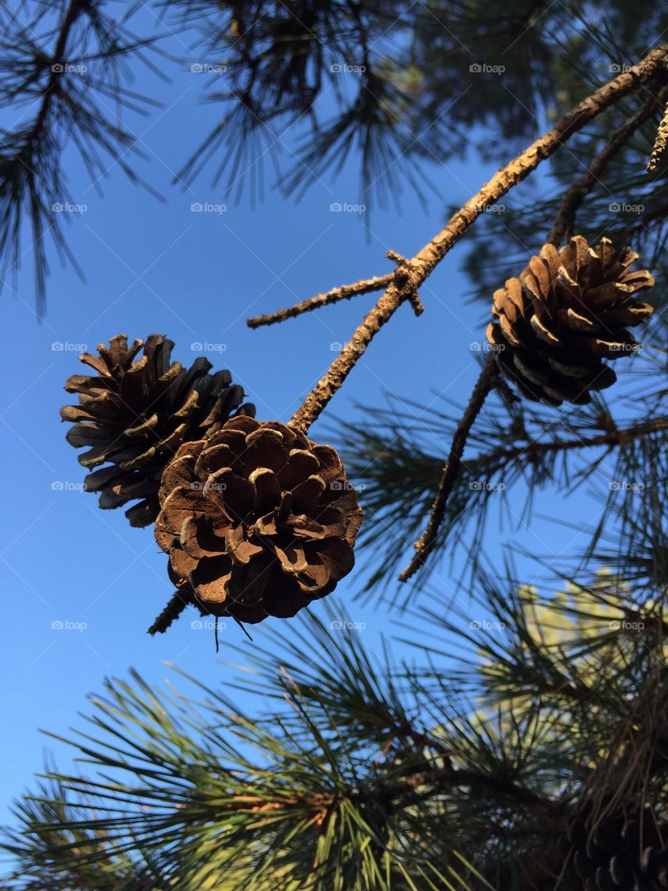 Pine cones growing on tree