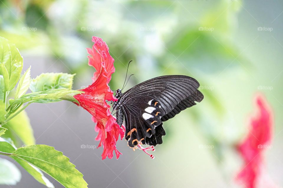 Beautiful and cute butterfly