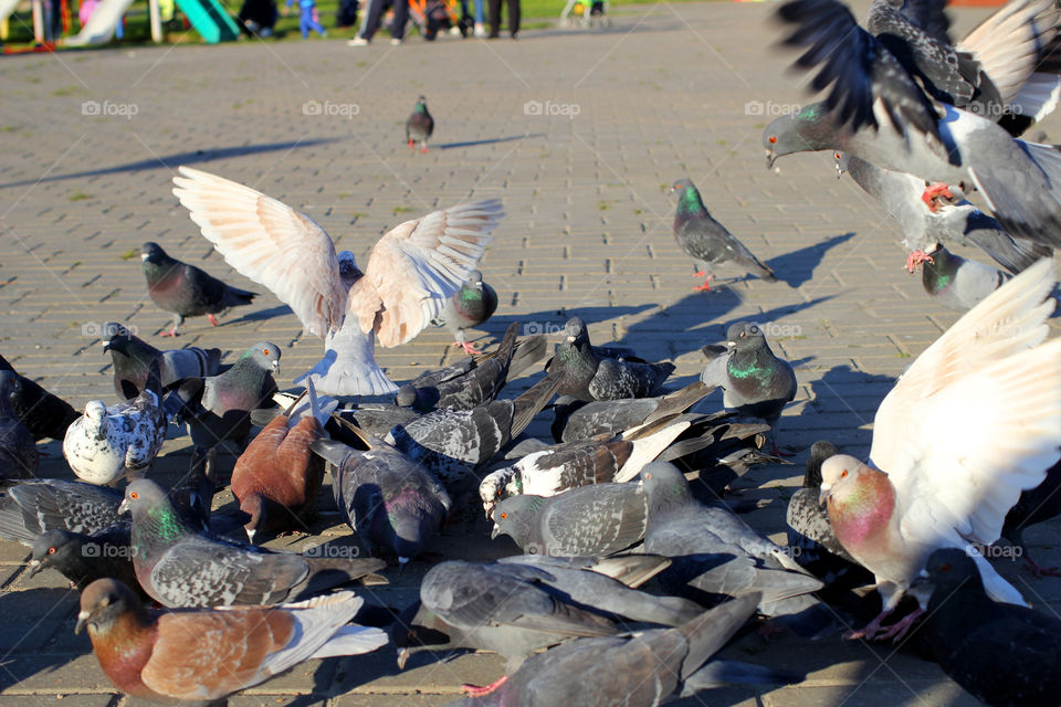 Pigeon, bird, "living being", fauna, nature, park, eat, grains, take off, landscape