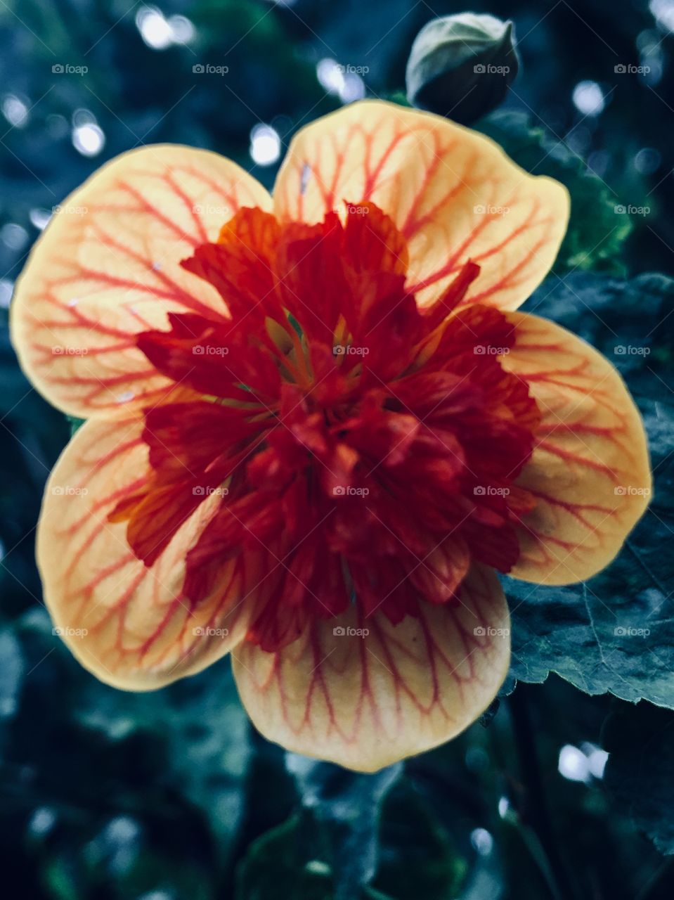 Radial flower