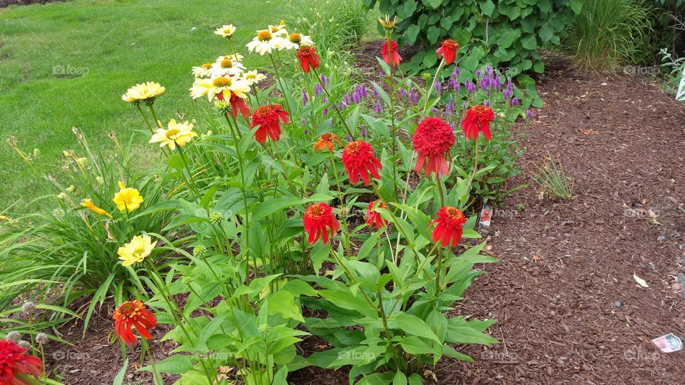 Red and yellow and purple flower garden