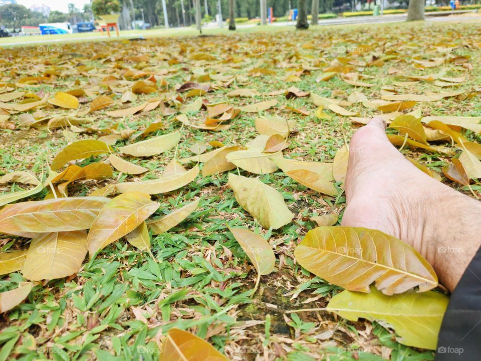 Sit stretched out on fallen leaves on the grass