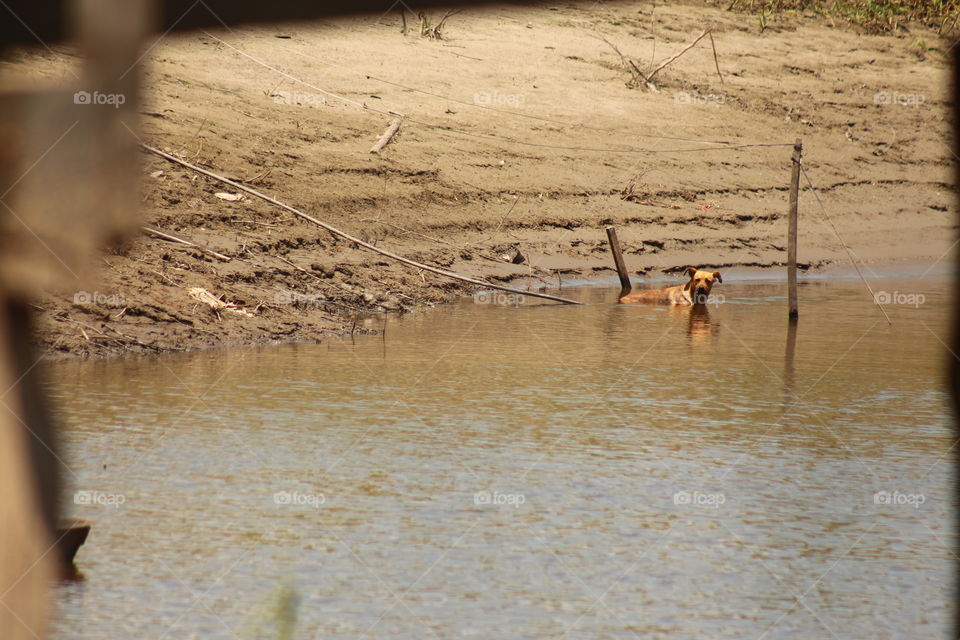 Cachorro tomando banho no rio