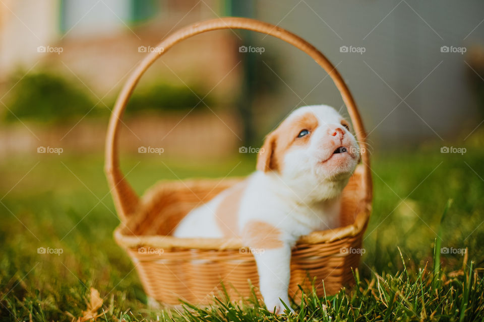 Cute puppy in a basket 
