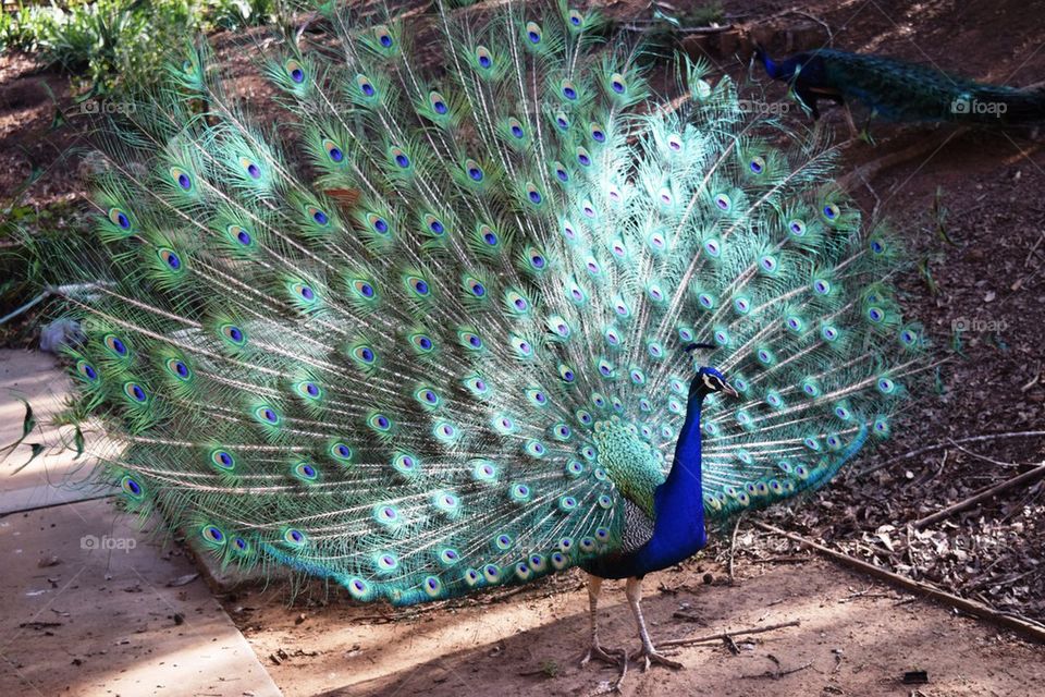 Close-up of a peacock fanning out feathers