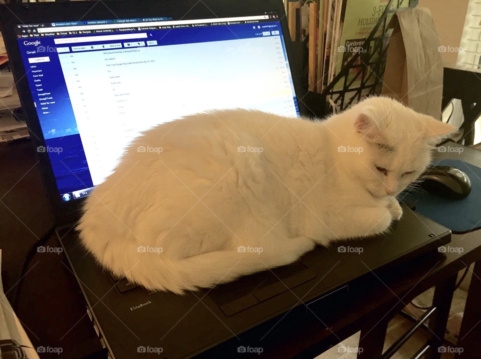 White Cat On Laptop. White cat named Sugar chillin' on laptop. 