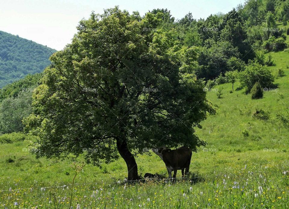 cow below the tree
