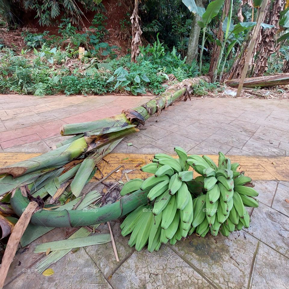 banana tree collapses with unripe bananas